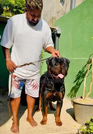 Rottweiler