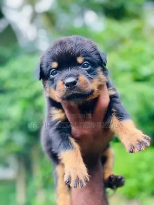 Rottweiler