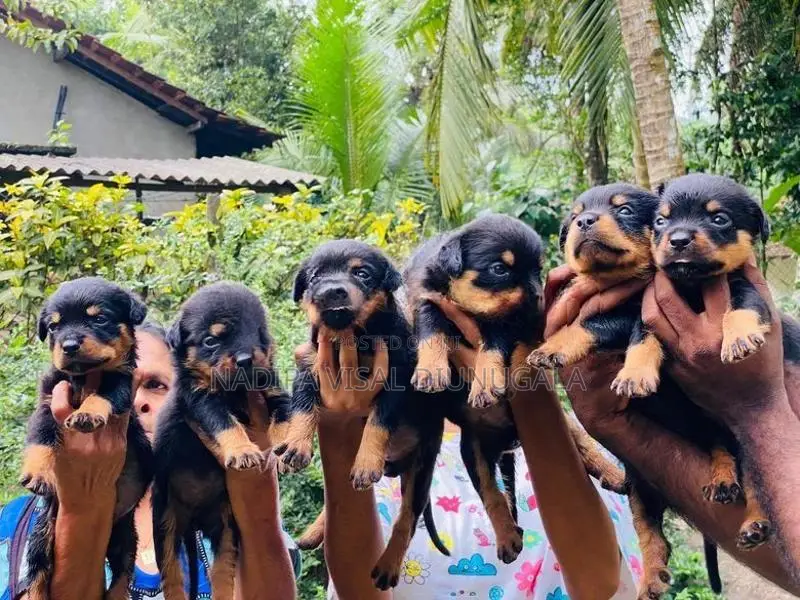 Rottweiler