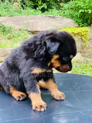 Rottweiler