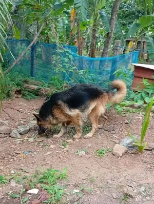Female Dog