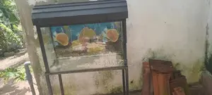 Fish Tank