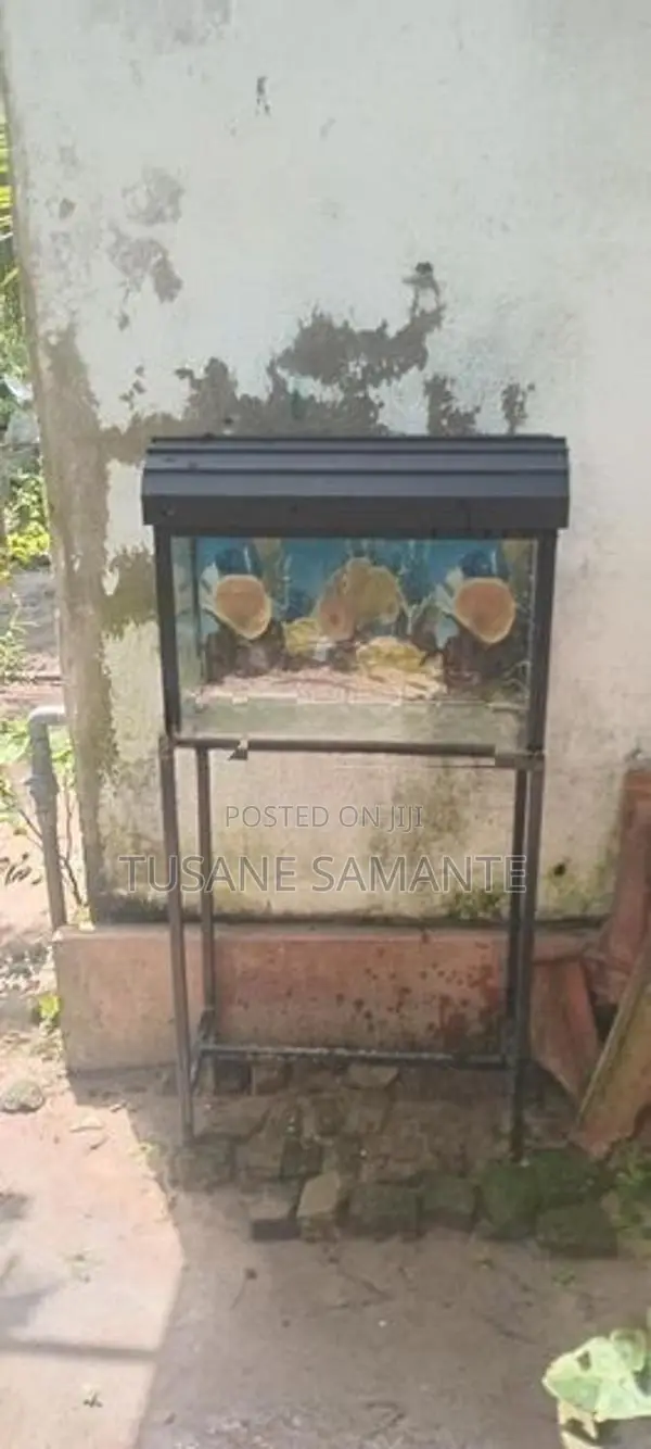 Fish Tank