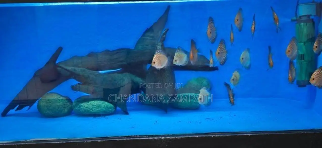 Discus