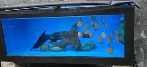 Discus