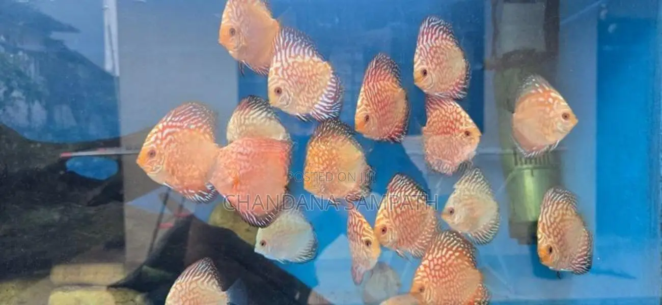 Discus
