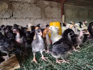 Gam Kukulu Petaw