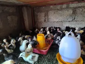 Gam Kukulu Petaw