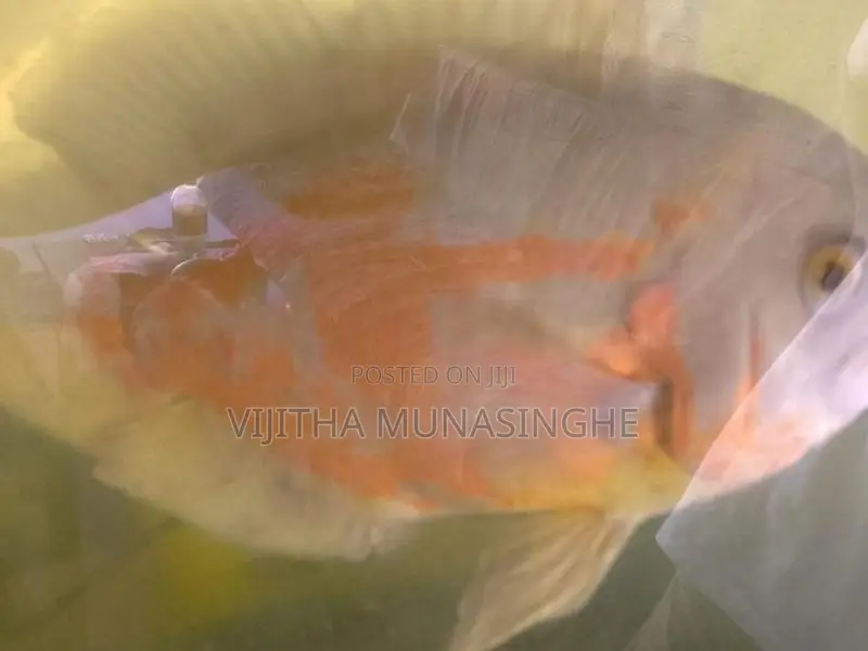 Oscar Albino Fish