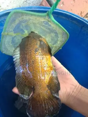 Oscar Albino Fish