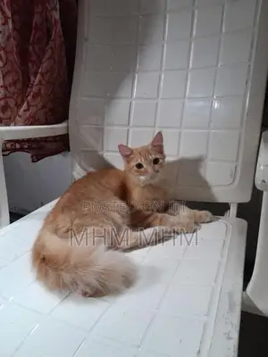 Ginger Cat