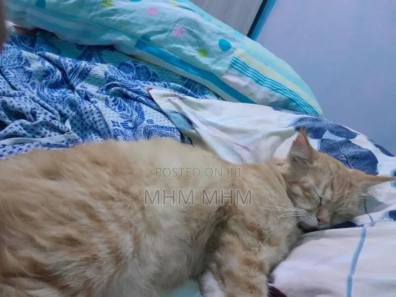 Ginger Cat