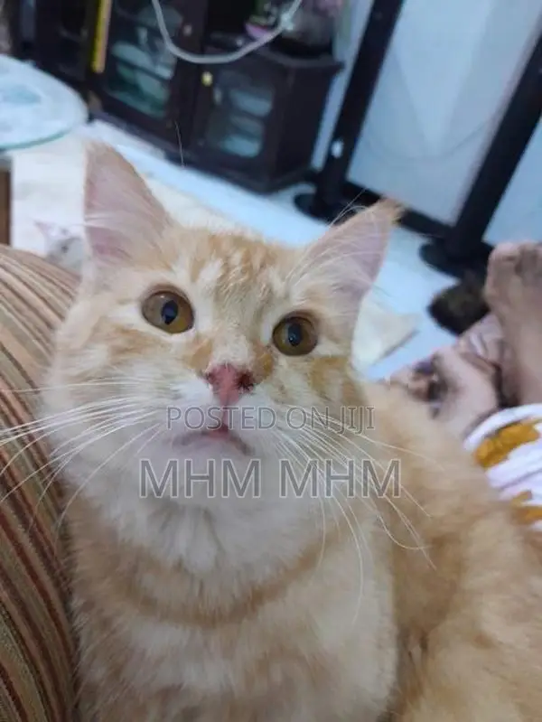 Ginger Cat