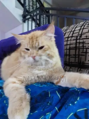 Ginger Cat