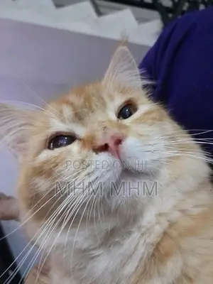 Ginger Cat