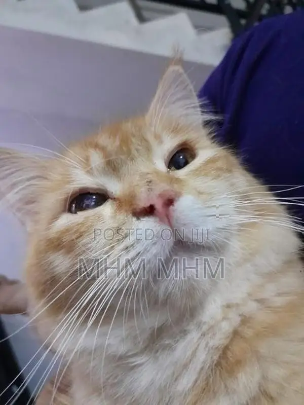 Ginger Cat