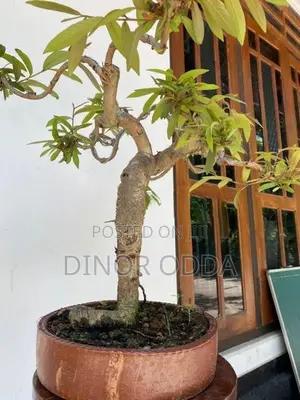 Bonsai