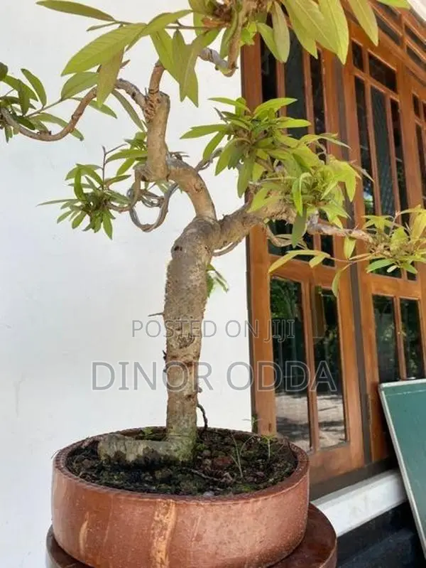 Bonsai