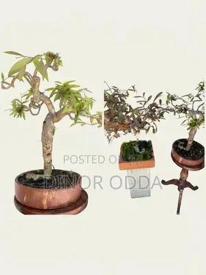 Bonsai