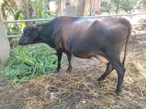 ගෙබ්බර කිරී ගවයන් ආණමඩුව