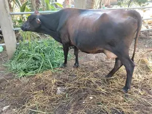 ගෙබ්බර කිරී ගවයන් ආණමඩුව