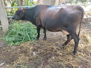 ගෙබ්බර කිරී ගවයන් ආණමඩුව