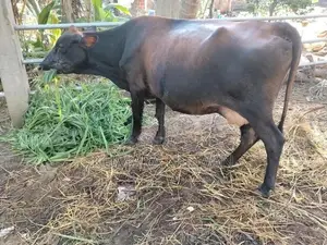 ගෙබ්බර කිරී ගවයන් ආණමඩුව
