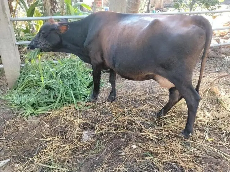 ගෙබ්බර කිරී ගවයන් ආණමඩුව