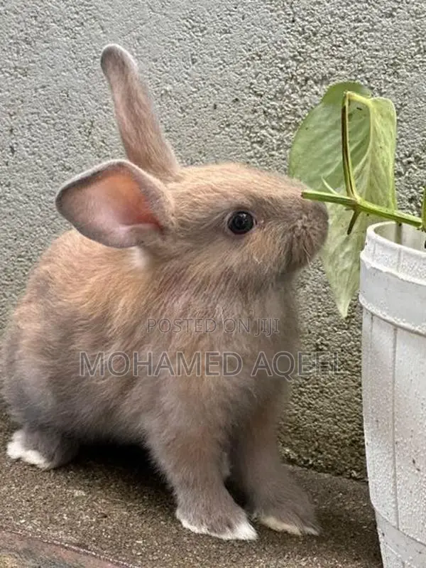 Bunnies(Rabbits)