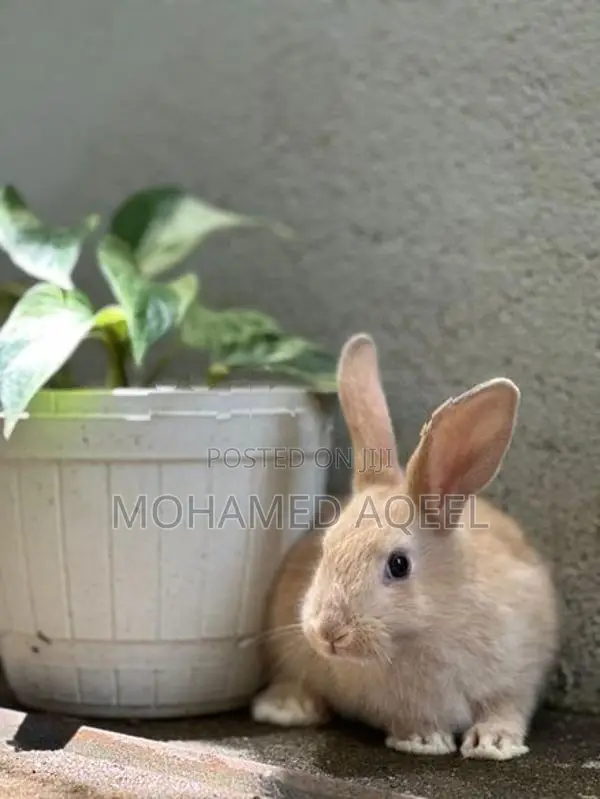Bunnies(Rabbits)