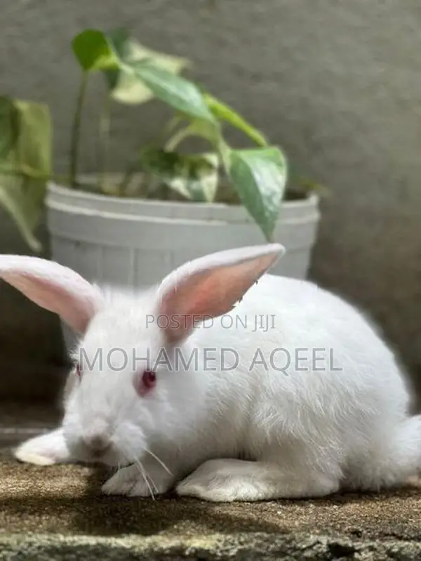 Bunnies(Rabbits)