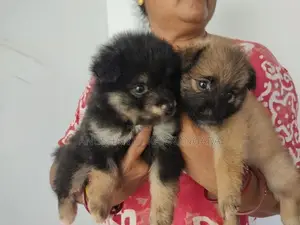 Lion Pomeranian Puppy