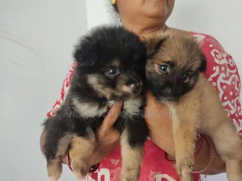 Lion Pomeranian Puppy