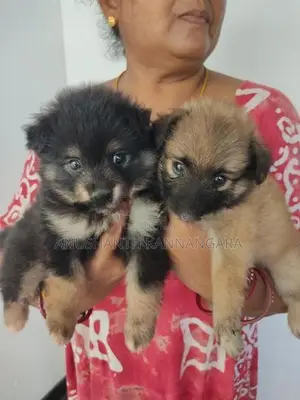 Lion Pomeranian Puppy