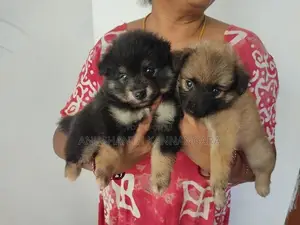 Lion Pomeranian Puppy