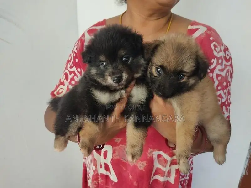 Lion Pomeranian Puppy