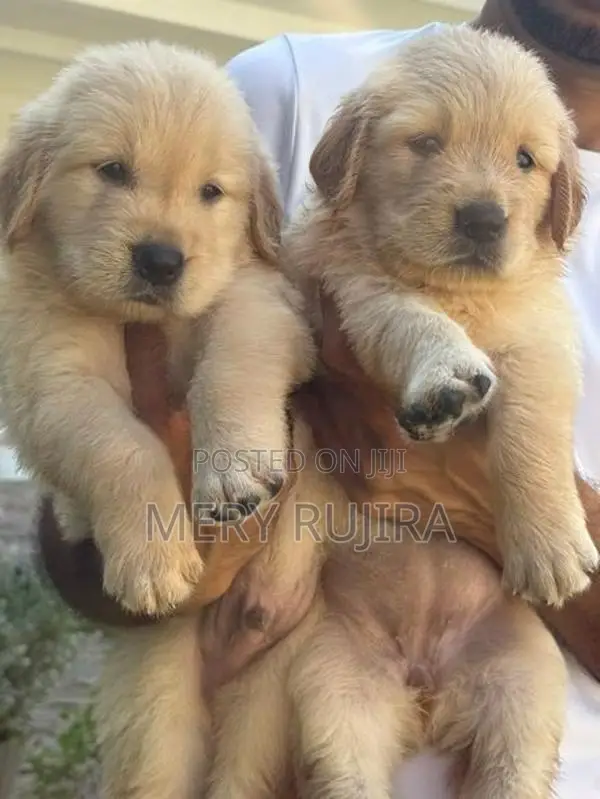 Golden Retriever