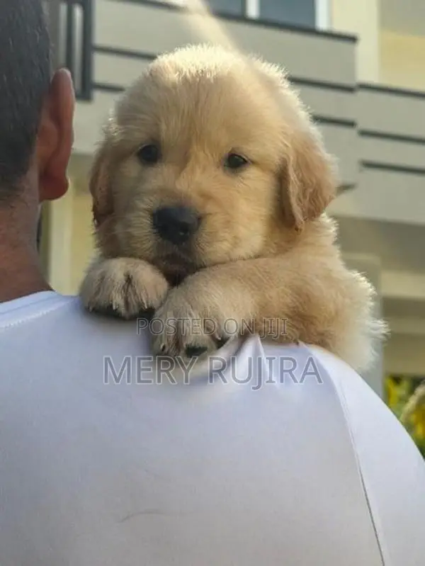 Golden Retriever