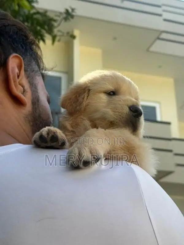 Golden Retriever