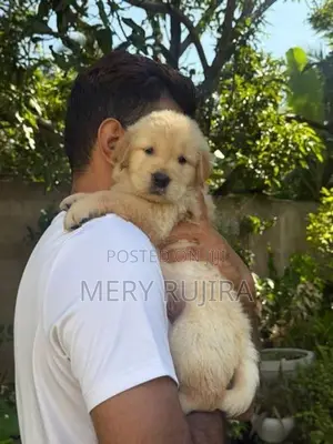 Golden Retriever