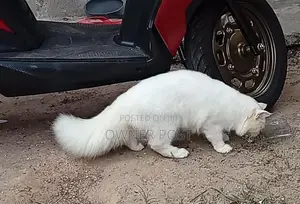 Persian