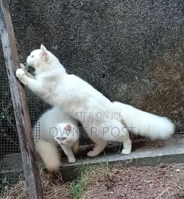 Persian