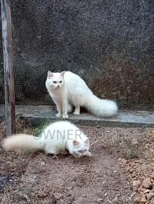 Persian