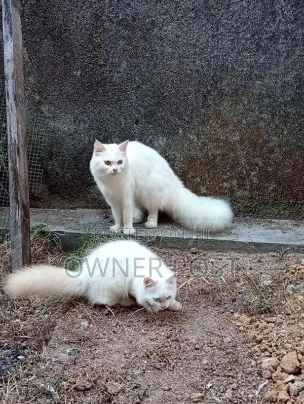 Persian