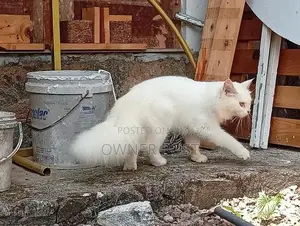 Persian