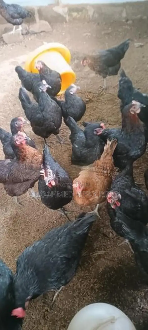 Egg Laying Hens