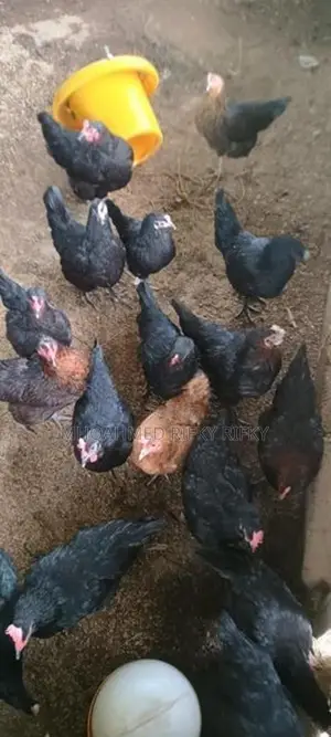 Egg Laying Hens