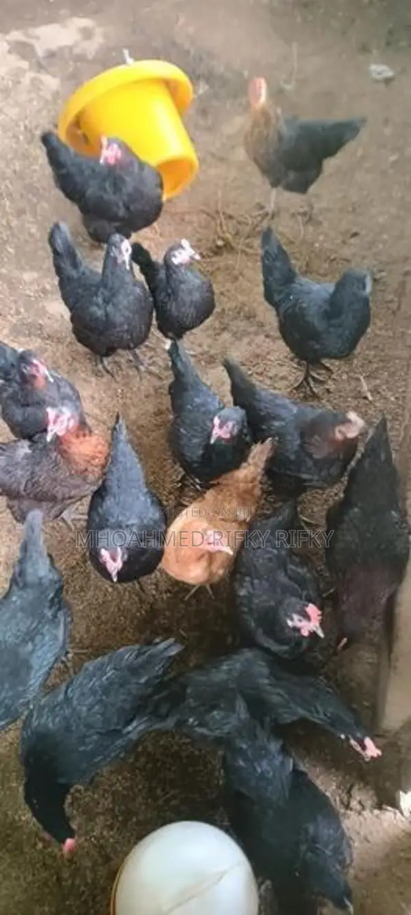 Egg Laying Hens