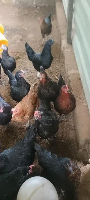 Egg Laying Hens