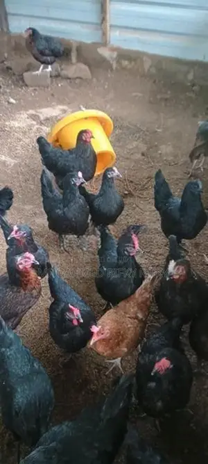Egg Laying Hens